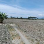 Pemkab Sigi catat puluhan hektare sawah terdampak kekeringan