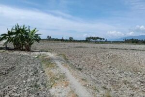 Pemkab Sigi catat puluhan hektare sawah terdampak kekeringan